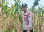 Polsek Tambakboyo Dampingi Panen Jagung Warga, Perkuat Ketahanan Pangan Desa Dasin