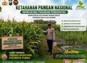 Polsek Montong Polresta Tuban Turun Cek Tanaman jagung Warga di Desa Pucangan