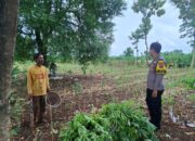 Bhabinkamtibmas Polsek Tambakboyo Dampingi Petani, Dukung Ketahanan Pangan di Lahan Ladang