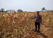 Polri Dukung Astacita, Polsek jenu Polres Tuban Turun Cek Tanaman Jagung Warga di Desa Sumurgeneng