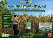 ANGGOTA POLSEK PARENGAN POLRESTA TUBAN DORONG KETAHANAN PANGAN MELALUI PENDAMPINGAN PETANI JAGUNG DI DESA KUMPULREJO KEC. PARENGAN KAB. TUBAN