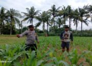 Polsek Gerung Dampingi Petani Jagung Giri Tembesi Perkuat Ketahanan Pangan Desa
