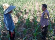 Dukung Swasembada Pangan, Bhabinkamtibmas Polsek Labuapi Turun ke Sawah Dampingi Petani Bagik Polak Barat