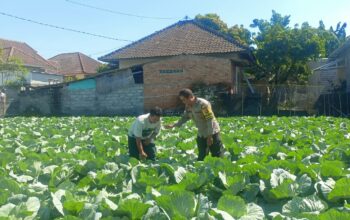 Bhabinkamtibmas Masbagik Utara Sambangi Petani, Dukung Ketahanan Pangan dan Kamtibmas