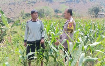 Bhabinkamtibmas Polres Bima Kota Sambangi Petani Jagung, Dukung Program Ketahanan Pangan