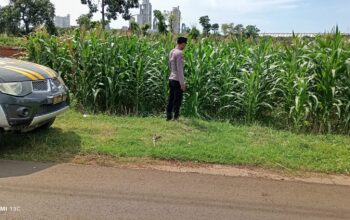 Polsek Tambakboyo Monitoring Lahan Jagung, Wujudkan Ketahanan Pangan di Wilayah