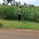 Polsek Tambakboyo Monitoring Lahan Jagung, Wujudkan Ketahanan Pangan di Wilayah