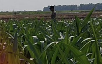 Mendukung Program Ketahanan Pangan, Bhabinkamtibmas Monitoring Pertumbuhan Jagung