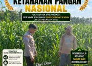 DALAM RANGKA DUKUNG KETAHANAN PANGAN, BHABINKAMTIBMAS DESA NGAWUN SAMBANG DAN DAMPINGI PETANI JAGUNG DI DESA NGAWUN KEC. LARANGAN KAB. TABAN.