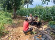 Dukung Ketahanan Pangan, Polsek Tambakboyo Sinergi dengan Petani Jagung di Ladang
