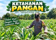 Polisi RW Polsek Senori Polresta Tuban Pantau Kodisi Tanaman Jagung Milik Warga Desa Medalem Guna Mendukung Program Ketahanan Pangan