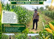 BHABINKAMTIBMAS PANTAU PERTUMBUHAN TANAMAN JAGUNG DI DESA BINAAN