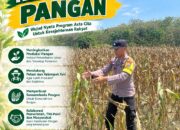 Dukung Ketahanan Pangan, Polsek Bangilan Sambang Petani Jagung