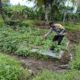 Dukung Ketahanan Pangan Nasional, Bhabinkamtibmas Desa Jurumapin Sambangi Petani Milenial dan Tinjau Kebun Cabai
