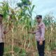 Dukung Swasembada Pangan, Polsek Tambakboyo Cek Panen Jagung Warga di Ladang