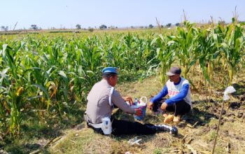 AIPDA Sumindar Cek Perkembangan Tanaman Jagung Warga, Dukung Ketahanan Pangan di Wilayah Kenduruan