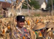 POLSEK BANCAR WUJUDKAN KETAHANAN PANGAN NASIONAL MELALUI SINERGI DENGAN PETANI JAGUNG DESA NGAMPELREJO