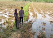 Dukung Ketahanan Pangan, Bhabinkamtibmas Polsek Tambakboyo Cek Lahan Pasca Panen di Area Persawahan