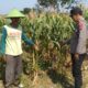 Dukung Astacita Presiden, Polsek Kenduruan Polres Tuban Pantau Perkembangan Tanaman Jagung Warga .