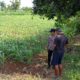 Dukung Ketahanan Pangan, Bhabinkamtibmas Polsek Tambakboyo Sambang Petani Jagung
