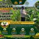 Dukung Ketahanan Pangan Nasional, Polsek Bangilan Aktif Dampingi Petani Jagung