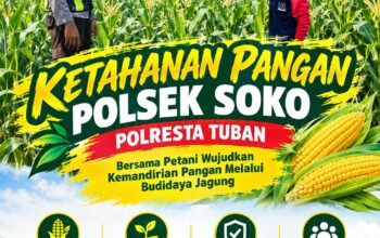 Polsek Soko Polresta Tuban Turun Langsung Cek Tanaman Jagung Warga