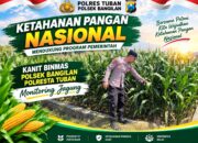 Dukung Ketahanan Pangan Nasional, Polsek Bangilan Monitoring Tanaman Jagung