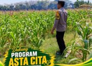POLSEK KEREK POLRESTA TUBAN DUKUNG PROGRAM ASTA CITA MELALUI PENDAMPINGAN PETANI JAGUNG