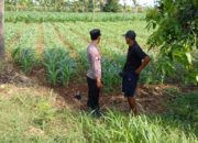Pastikan Tanaman Tumbuh Optimal, Bhabinkamtibmas Polsek Tambakboyo Cek Lahan Jagung Warga