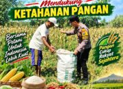 Anggota Bhabinkamtibmas Polsek Senori Polresta Tuban Turun Langsung Bantu Warga Desa Sendang Panen Jagung