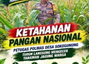 Dukung Ketahanan Pangan Nasional, Petugas Polmas Polsek Kenduruan Polresta Tuban Cek Perkembangan Tanaman Jagung Warga
