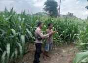 Dukung Ketahanan Pangan Nasional, Bhabinkamtibmas Desa Poto Sambangi Lahan Pertanian Warga dan Dorong Pengembangan Hortikultura