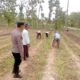 Dukung Ketahanan Pangan Nasional, Bhabinkamtibmas Polsek Tambakboyo Dampingi Petani Olah Lahan