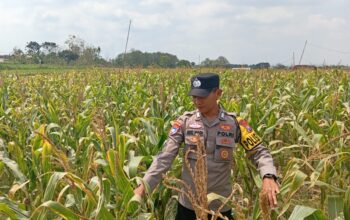 Dukung Astacita Presiden, Polsek Kenduruan Polresta Tuban Cek Perkembangan Tanaman Jagung Warga .