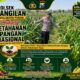 Polsek Bangilan Dukung Ketahanan Pangan Nasional