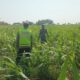 Polisi Polsek jenu Polres Tuban Turun ke Ladang, Dampingi Petani Jagung Dukung Ketahanan Pangan