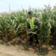 Polisi Polsek jenu Polres Tuban Turun ke Ladang, Dampingi Petani Jagung Dukung Ketahanan Pangan