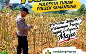 Polri Dukung Astacita, Polsek Semanding Polresta Tuban Turun Cek Tanaman jagung milik Warga di Desa Penambangan
