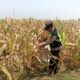 Polisi Polsek jenu Polres Tuban Turun ke Ladang, Dampingi Petani Jagung Dukung Ketahanan Pangan