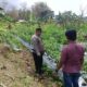 Polri Dukung Astacita, Polsek Grabagan Polresta Tuban Turun Cek Tanaman jagung milik Warga di Desa Grabagan