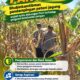 Mendukung Program Ketahanan Pangan, Bhabinkamtibmas Monitoring Pertumbuhan Jagung