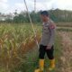 Dukung Ketahanan Pangan, Kanit Binmas Polsek Kenduruan Polresta Tuban Turun Langsung Mengecek Perkembangan Tanaman Jagung Warga