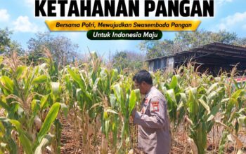 Polsek Tuban Pantau Lahan Jagung, Dukung Program Ketahanan Pangan Nasional