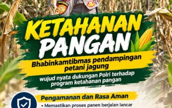 Mendukung Program Ketahanan Pangan, Bhabinkamtibmas Monitoring Pertumbuhan Jagung