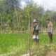 Dukung Ketahanan Pangan Nasional, Bhabinkamtibmas Sambangi Warga yang Beraktivitas di Ladang