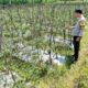 Bhabinkamtibmas Desa Kumbang Monitoring Ketahanan Pangan, Ajak Masyarakat Jaga Kamtibmas