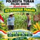 Bhabinkamtibmas Polsek Senori Polresta Tuban Pantau Tanaman Jagung Warga Desa Sendang Guna Dukung Ketahanan Pangan Nasional