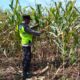 Polisi Polsek jenu Polres Tuban Turun ke Ladang, Dampingi Petani Jagung Dukung Ketahanan Pangan