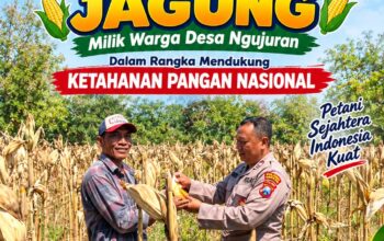Perkuat Ketahanan Pangan Nasional, Aipda Mariyono Bersama Warga Ngujuran Panen Jagung Raya