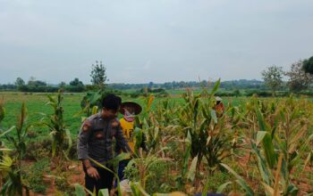 Dukung Ketahanan Pangan Nasional, Bripda Shandy Polsek Bancar Monitoring Panen Jagung di Latsari
